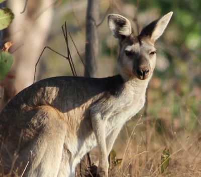 Placental Mammals | Australian Wildlife Journeys