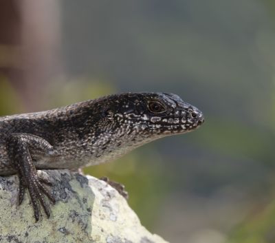 Australian Lizards | Australian Wildlife Journeys