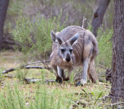 Placental Mammals | Australian Wildlife Journeys