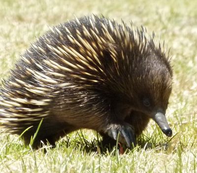 Placental Mammals | Australian Wildlife Journeys