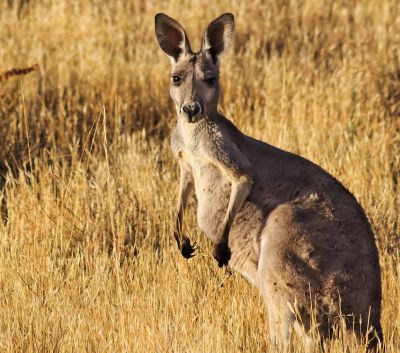 Placental Mammals | Australian Wildlife Journeys