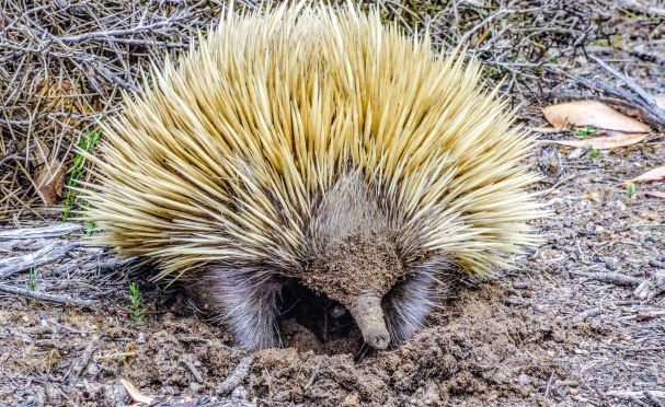 Placental Mammals | Australian Wildlife Journeys