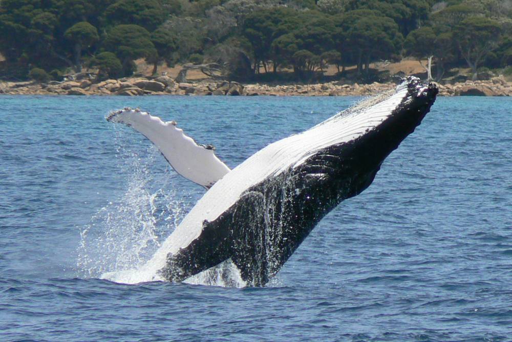 Australia's Great Humpback Whale Migration | Australian Wildlife Journeys