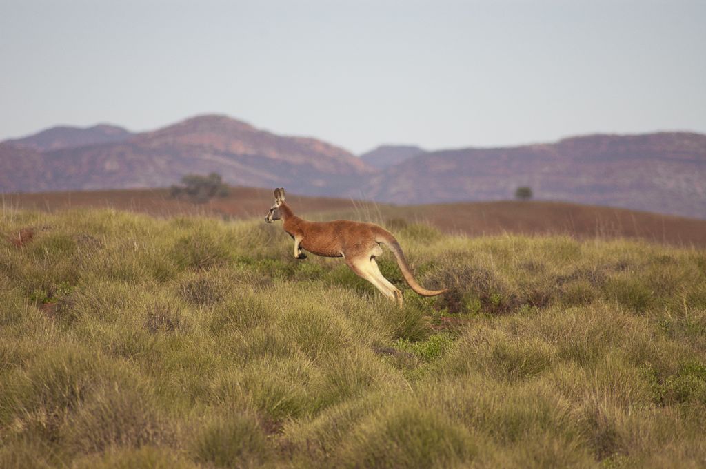 Placental Mammals | Australian Wildlife Journeys