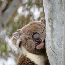 WildKoalaDay-4