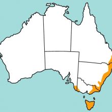 Common Wombat distribution