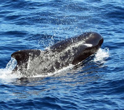 killer whale tour australia