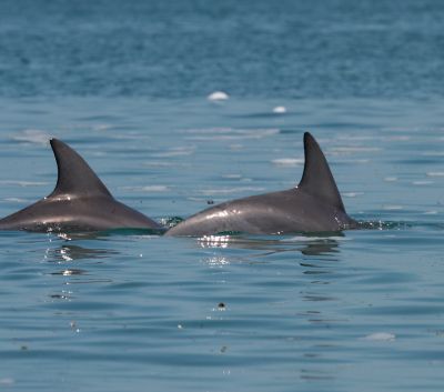 Seals, Sea-Lions & Dugongs | Australian Wildlife Journeys