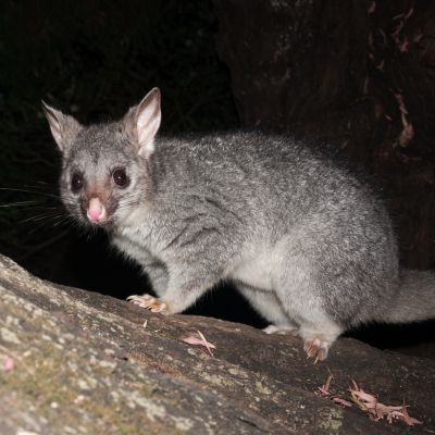 Brush-tailed Possum