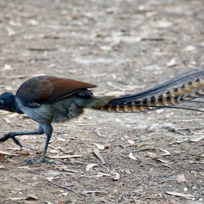 Superb Lyrebird