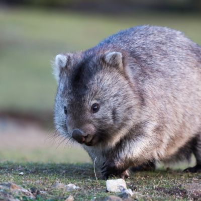 Common Wombat