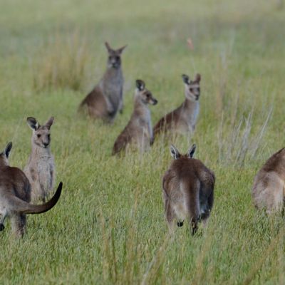 Eastern Grey Kangaroos