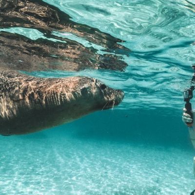 Swim with Sea-lions