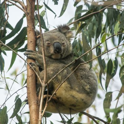 Koala Landscape, Vision Walks Eco-Tours
