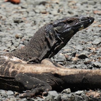 Lace Monitor, Vision Walks Eco-Tours