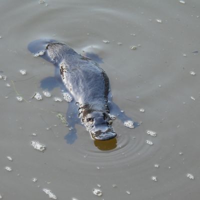 Platypus, Vision Walks Eco-Tours