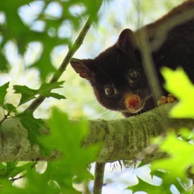 Short-eared Brushtail Possum, Vision Walks Eco-Tours