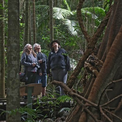 Strangler Fig Close up, Vision Walks Eco-Tours