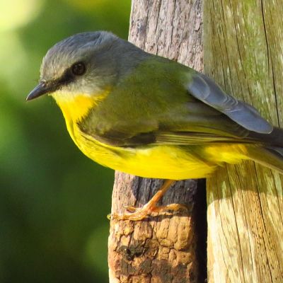 Eastern Yellow Robin, Vision Walks Eco-Tours