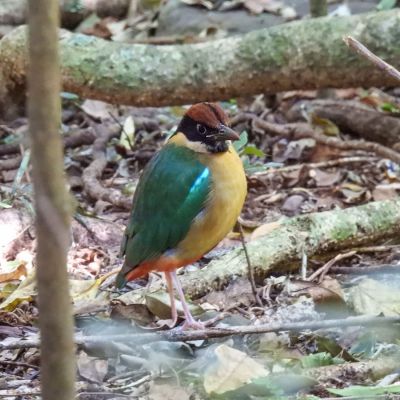 Noisy Pitta, Vision Walks Eco-Tours