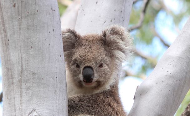 Special Offers | Australian Wildlife Journeys