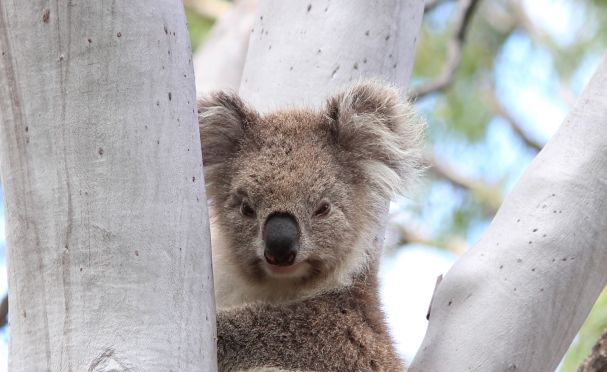 Special Offers | Australian Wildlife Journeys Special Offers | Australian Wildlife Journeys
