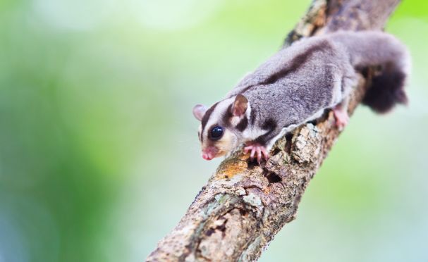 East Gippsland Australian Wildlife Journeys