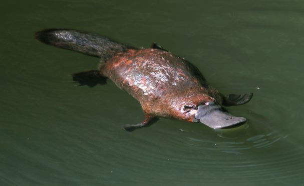 Placental Mammals | Australian Wildlife Journeys