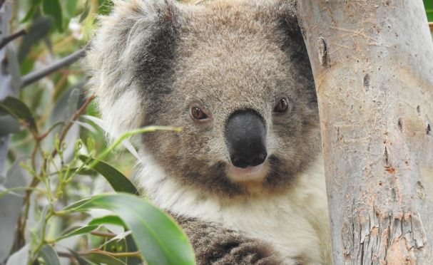 wildlife safari australia