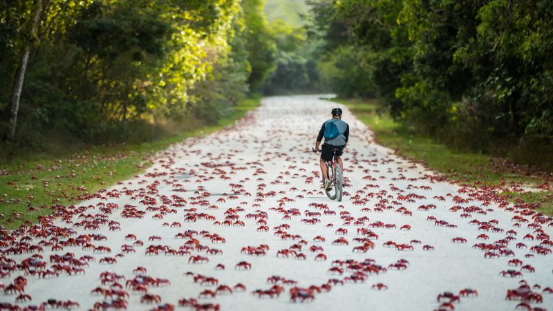 Crab Rider, Christmas Island