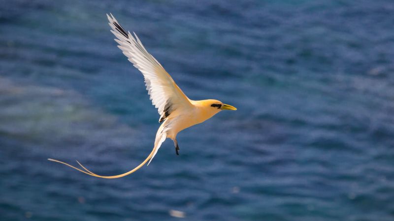 Golden Bosun, Christmas Island