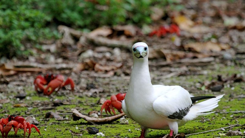 Red-footed Booby, Christmas Island