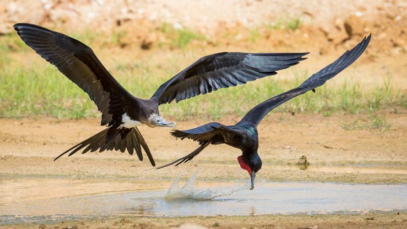 Frigatebird Pair