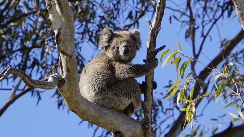 Koala - 1