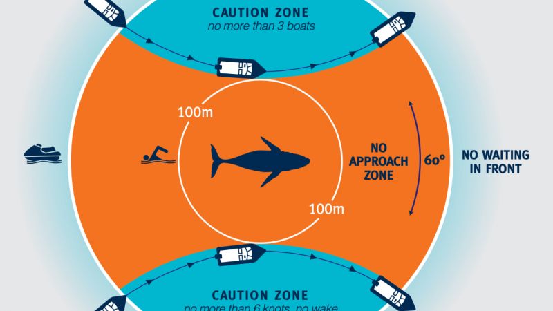 Be Whale Aware