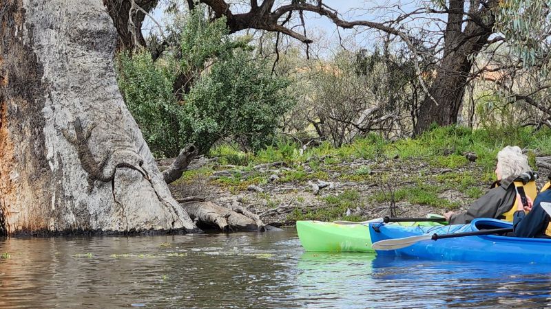 Lace Monitor and Kayaks