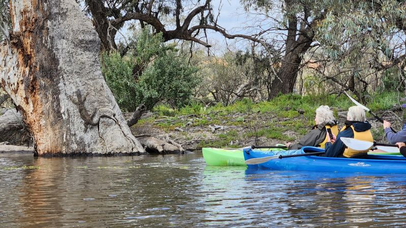 Lace Monitor and Kayaks 02