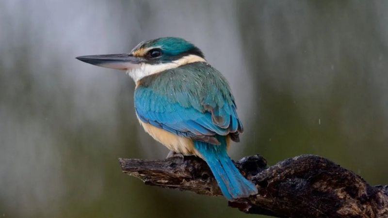 Murray River Trails - Sacred Kingfisher