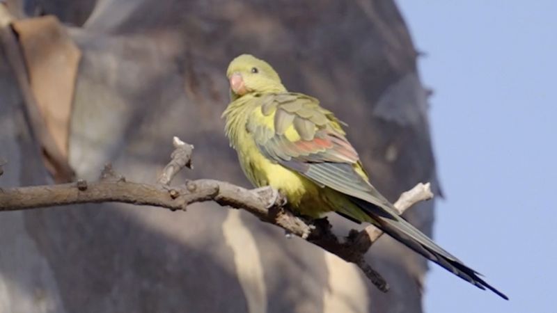 Regent Parrot