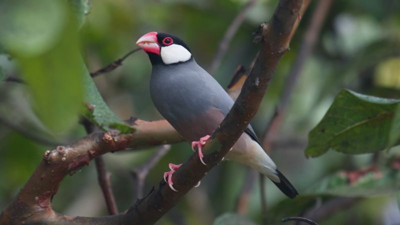 Java Sparrow