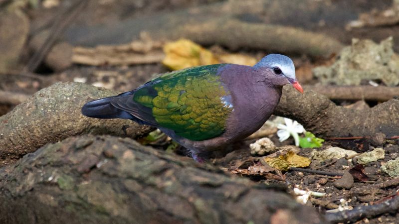 Emerald Dove