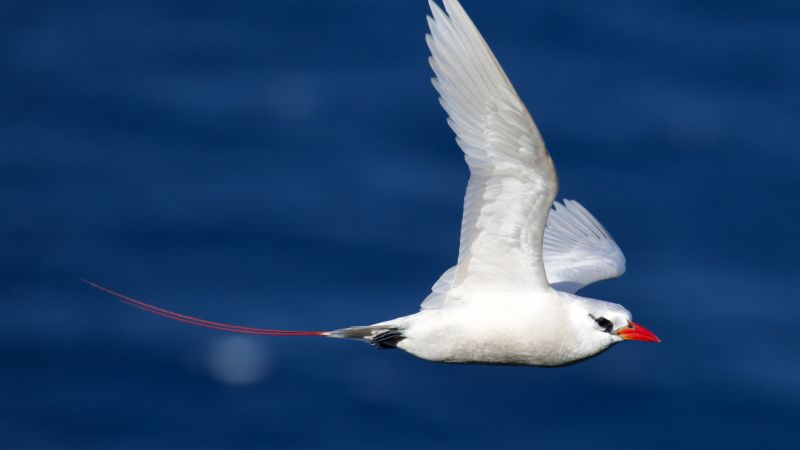 Red-tailed Tropicbird