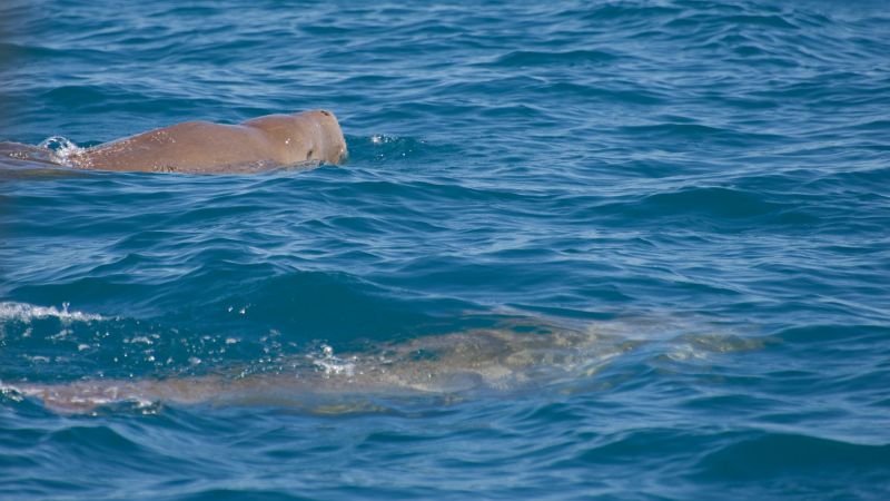 Dugong3