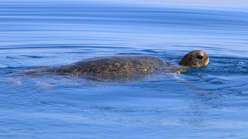 Green Turtle