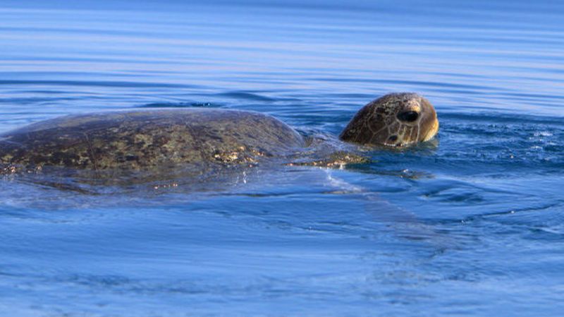 Green Turtle