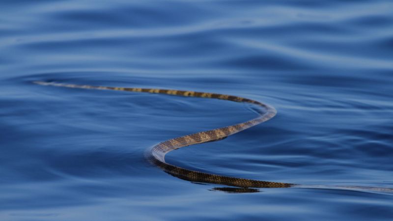 Elegant Sea Snake