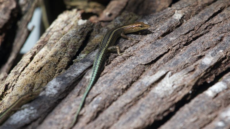 Christmas Island Blue-tailed Skink