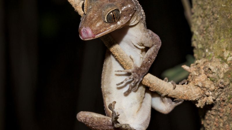 Christmas Island Forest Gecko