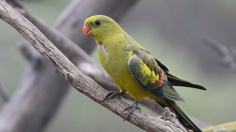 Murray River Trails - Regent Parrot