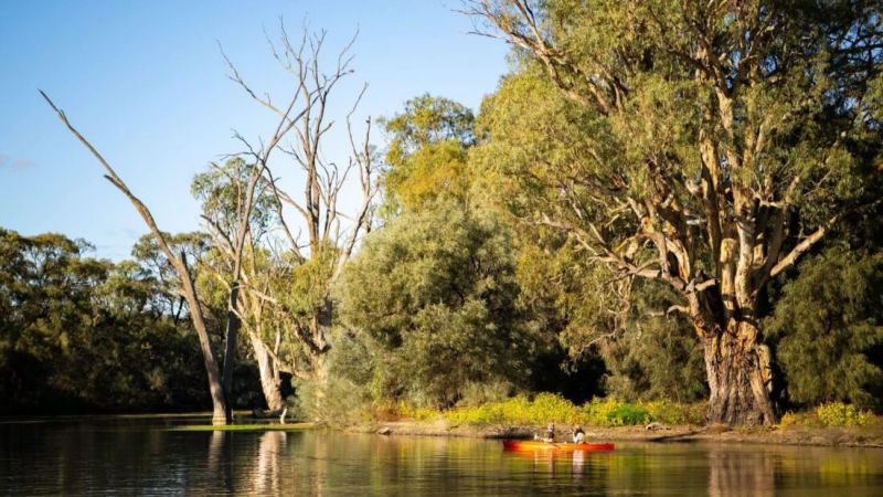 Kayaking - Murray River Safari